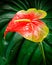 Anthurium flower