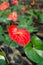 Anthurium flower