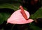 Anthurium Flower