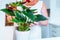 Anthurium flower care, flowering, growth at home