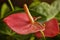 Anthurium flower close up