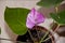 anthurium flower. flowering nature closeup. macro of flowering tailflower plant. purple exotic laceleaf flower. natural flower