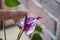 anthurium flower. flowering nature closeup. macro of flowering tailflower plant. purple exotic laceleaf flower. natural flower