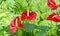 Anthurium flower in garden