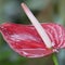 An Anthurium Flower After a Rain
