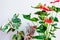 Anthurium flowering houseplant and ficus against white wall. Home gardening.