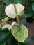 Anthurium  . Flowering plant. The best houseplant