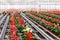 Anthurium flowering plant cultivation in a industrial greenhouse