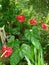 Anthurium flowers