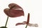 Anthurium flowers on a bright background