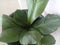 Anthurium flowers in pots. image