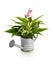 Anthurium flowers in watering can isolated on white background with clipping path included.