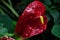 Anthurium - genus of evergreen family Araceae
