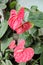 Anthurium is a genus of herbs often growing as epiphytes on other plants