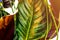 Anthurium with green leaf background. Close up of leaves