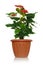 Anthurium green plant with red beautiful flowers