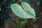 Anthurium green water