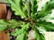 Anthurium hookeri, the bird& x27;s nest anthurium, is a plant species in the genus Anthurium.