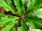 Anthurium hookeri, the bird& x27;s nest anthurium, is a plant species in the genus Anthurium.