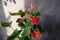 Anthurium house plant against wall with strong shadow. Beautiful red flowers of potted plant. Home gardening.