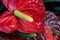 Anthurium, is a kind of decorative foliage of the Araceae family, originally from tropical America.