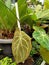 Anthurium leaves look like elephant ears