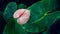 Anthurium in the natural background has a lush green color. tropical leaves colorful flower on dark tropical foliage nature
