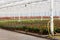 Anthurium nursery in a green house