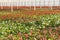 Anthurium nursery in a green house