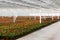 Anthurium nursery in a green house