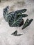 Anthurium ornamental plants have a unique leaf shape