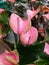 Anthurium pink . Flowering plant. The best houseplant