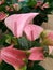 Anthurium pink . Flowering plant. The best houseplant