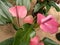 Anthurium pink . Flowering plant. The best houseplant