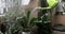 Anthurium Plowmanii flowers