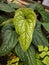 Anthurium Radicans hybrid tropical plant