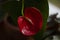 Anthurium red flower close-up. Beautiful composition