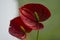 Anthurium red flower close-up. Beautiful composition