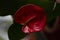 Anthurium red flower close-up. Beautiful composition