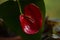 Anthurium red flower close-up. Beautiful composition