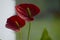 Anthurium red flower close-up. Beautiful composition