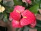 Anthurium red. Flowering plant. The best houseplant