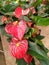 Anthurium red. Flowering plant. The best houseplant