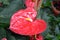 Anthurium - red flowers with yellow pistil