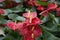 Anthurium red inflorescence