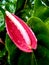 Anthurium Scherzerianum