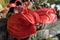 Anthurium scherzerianum, the flamingo flower pigtail plant, is a species of Anthurium native to Costa Rica