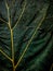 Anthurium schlechtendalii  leaf wallpaper