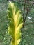 Anthurium schlechtendalii ornamental plant with yellowish green leaves