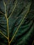 Anthurium Schlechtendalii Plant& x27;s leaf Wallpaper